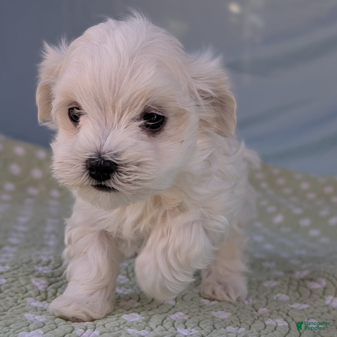 Maltese dogs for sale: Crescent - Ad 4