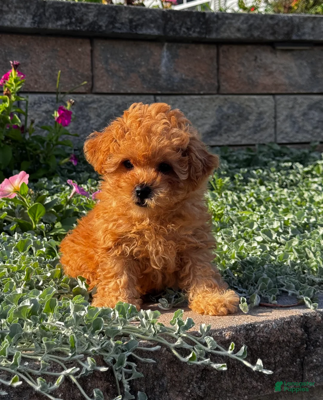 Toy Poodle dogs for sale: Little Paisley - Ad 2