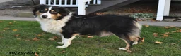 Australian Shepherd dogs for sale: Theo - Ad 6