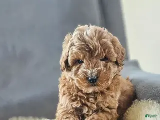 Mini Goldendoodle dogs Sam - Ad 35