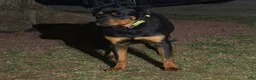 Rottweiler dogs for stud: Benzino  - Ad 5