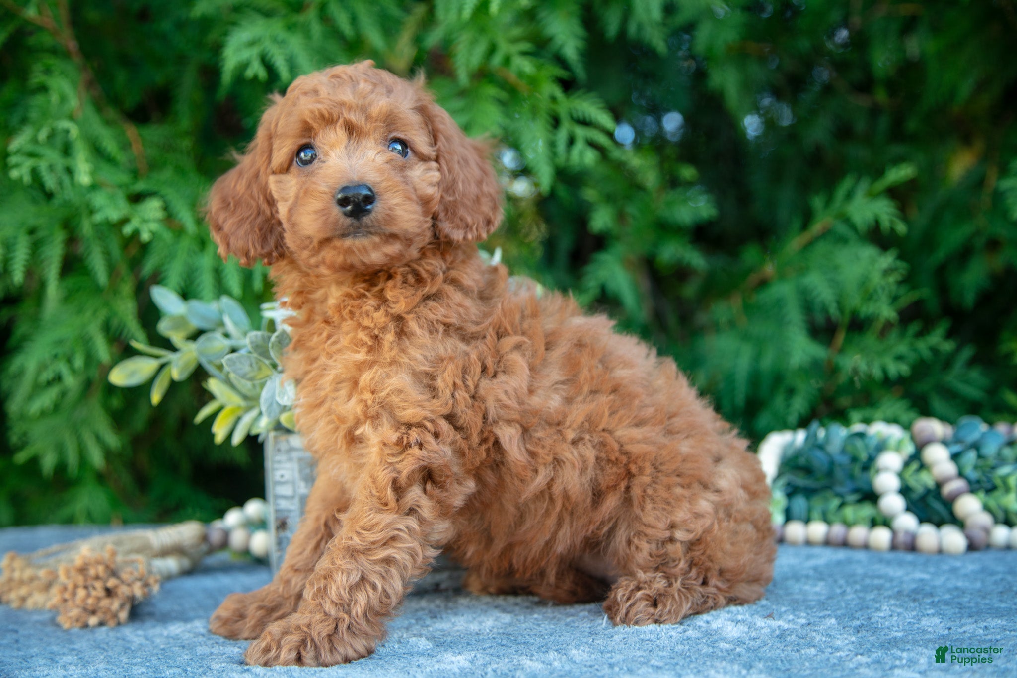 Cavapoo dogs Destiny - Ad 36