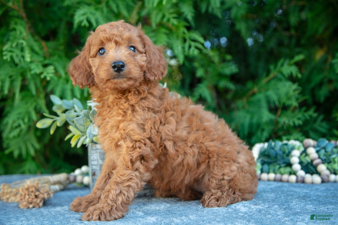 Cavapoo dogs for sale: Destiny - Ad 1