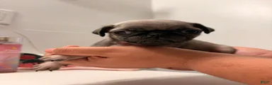 Pug Puppy 5