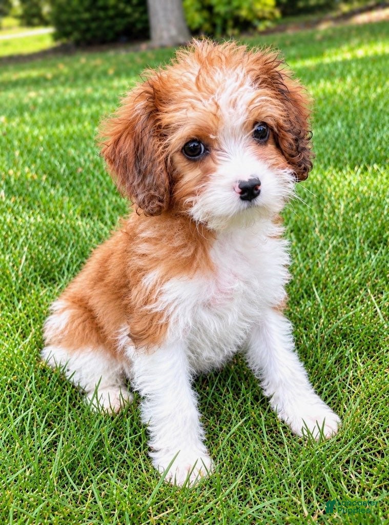 Penny
