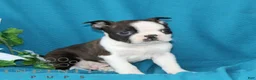 Boston Terrier dogs for sale: Archie  - Ad 2