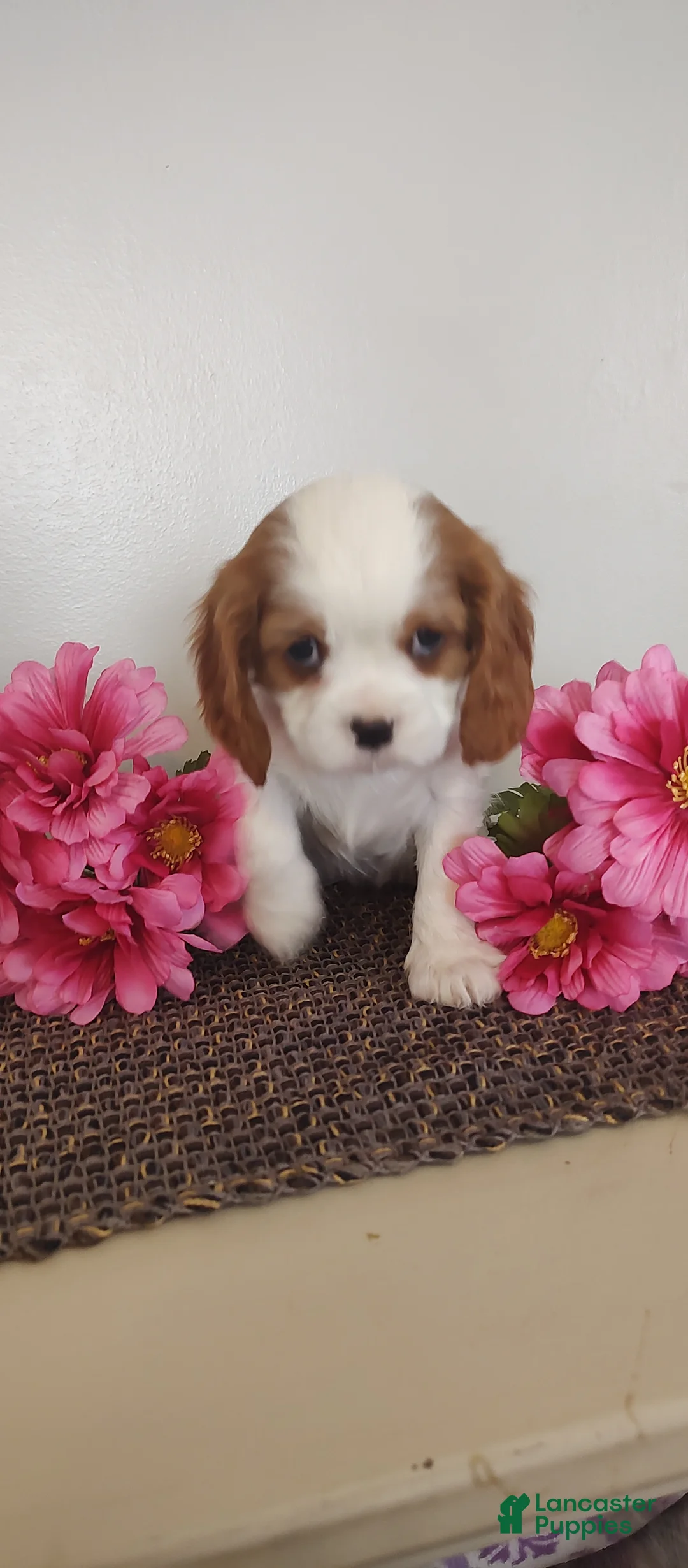 Cavalier King Charles Spaniel dogs for sale: Lilly - Ad 5