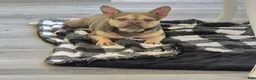 French Bulldog dogs for sale: French Bulldog 1 - Ad 3