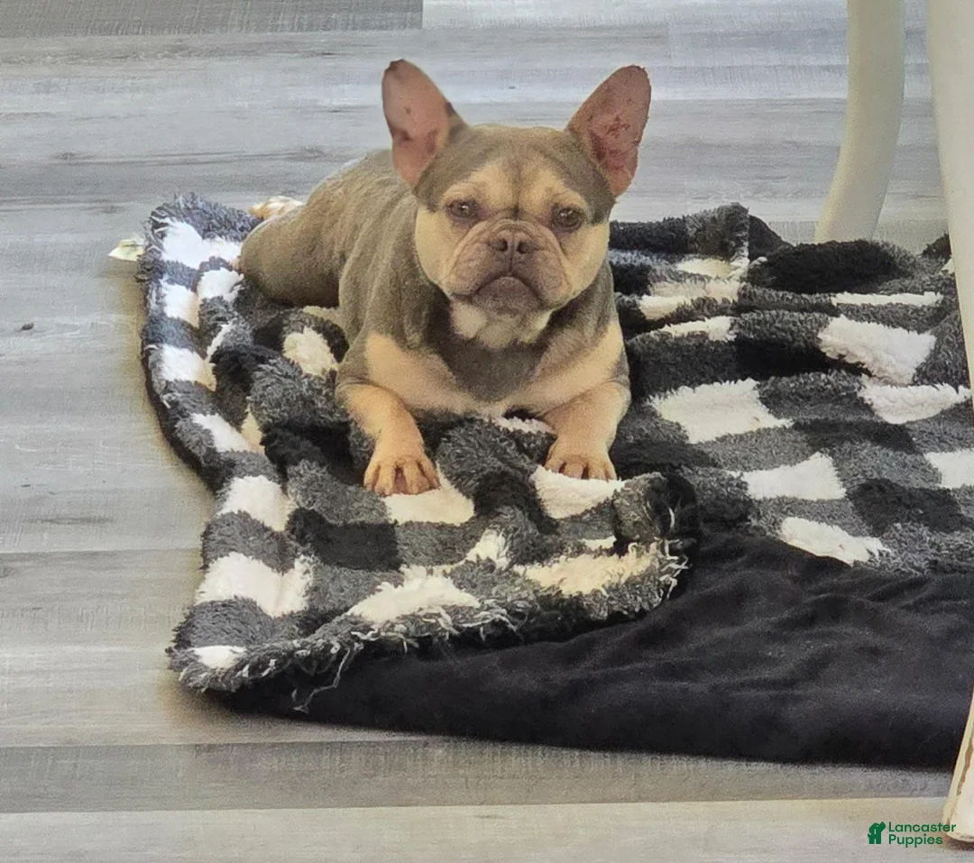 French Bulldog dogs for sale: French Bulldog 1 - Ad 3