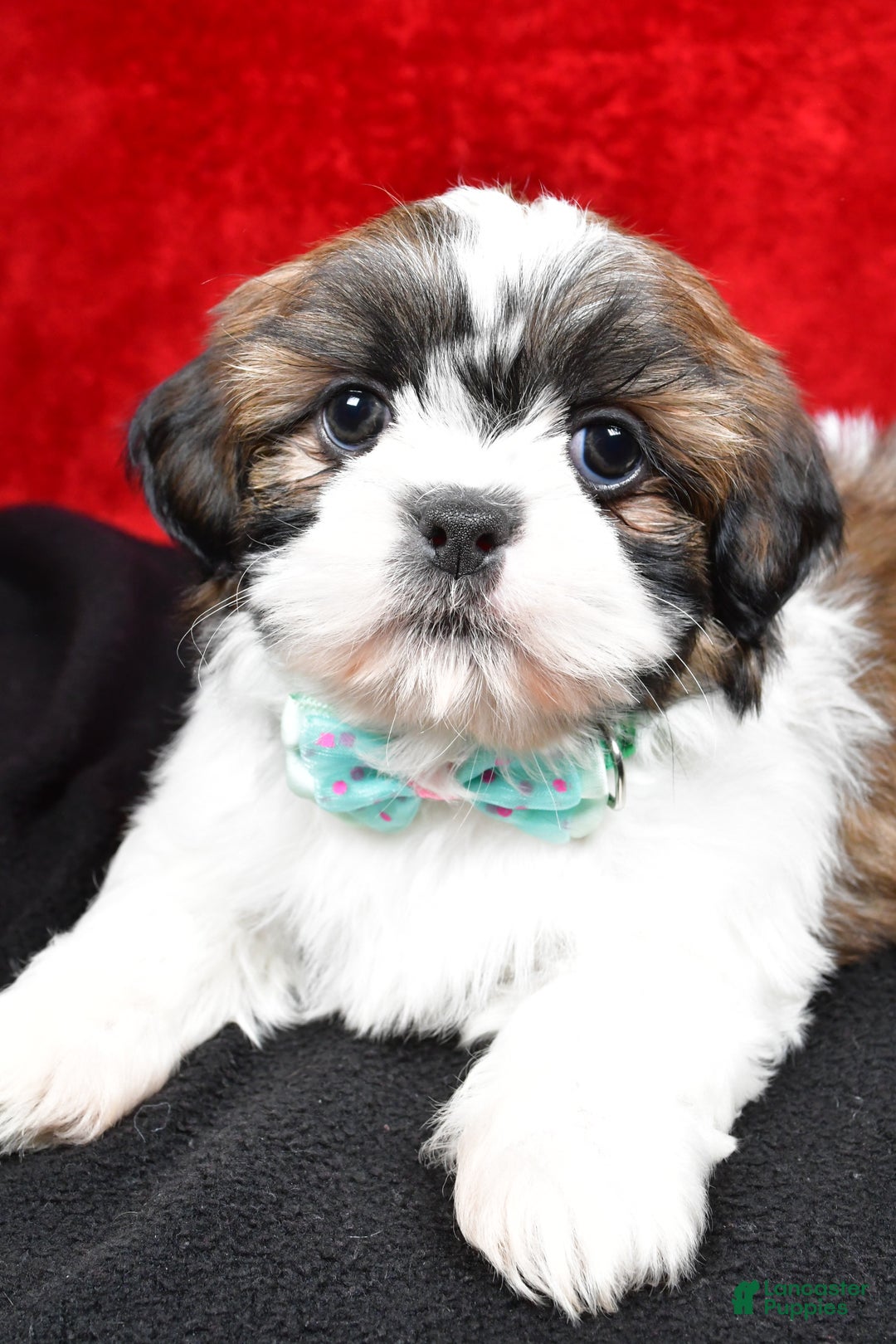 Shih Tzu dogs for sale: Vince - Ad 3
