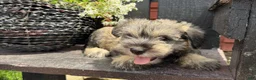 Miniature Schnauzer dogs for sale: Sophie - Ad 3
