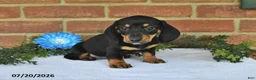 Miniature Dachshund dogs for sale: Julie - Ad 4