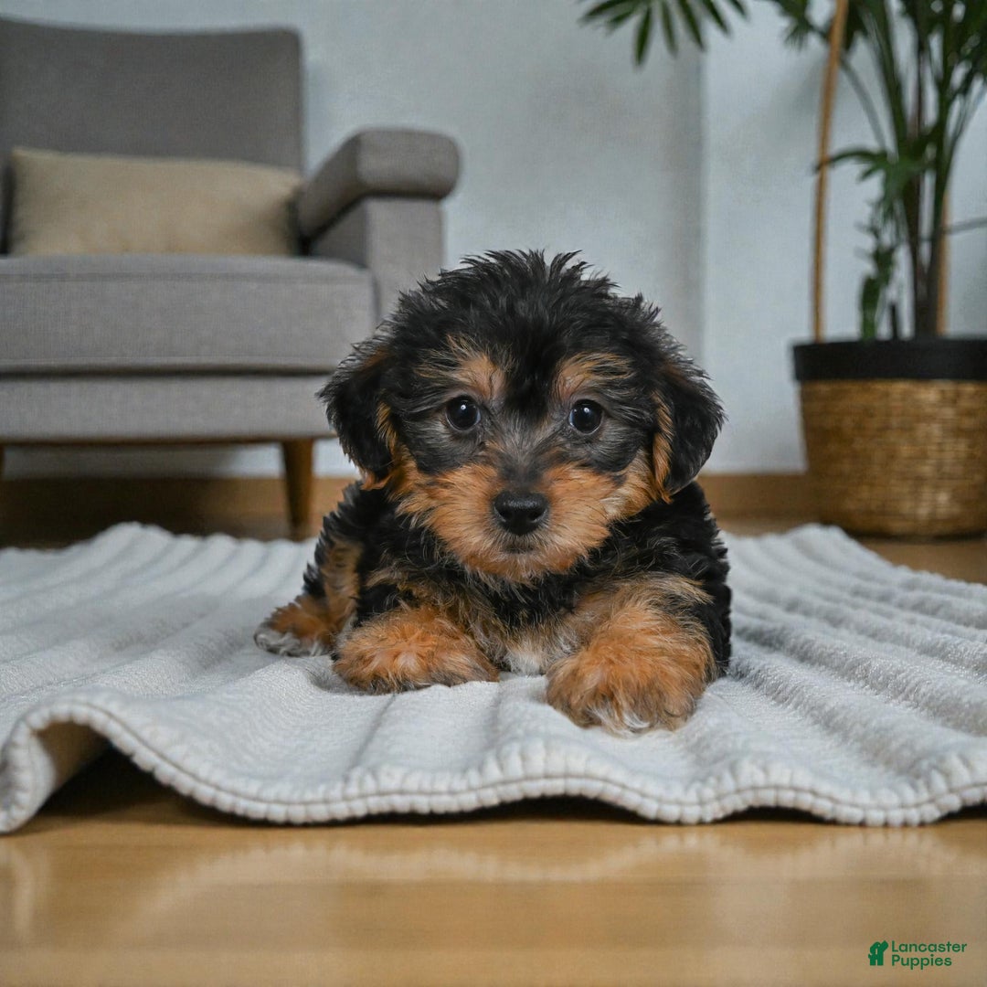 Yorkshire Terrier dogs for sale: GUS - Ad 4