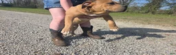 American Bully dogs for sale: American Bully Puppy 4 - Ad 3