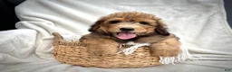 Bernedoodle dogs for sale: Theo - Ad 11