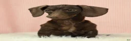 Miniature Dachshund dogs for sale: Rockett 🚀 - Ad 9