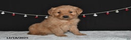 Golden Retriever dogs for sale: Antonio - Ad 5