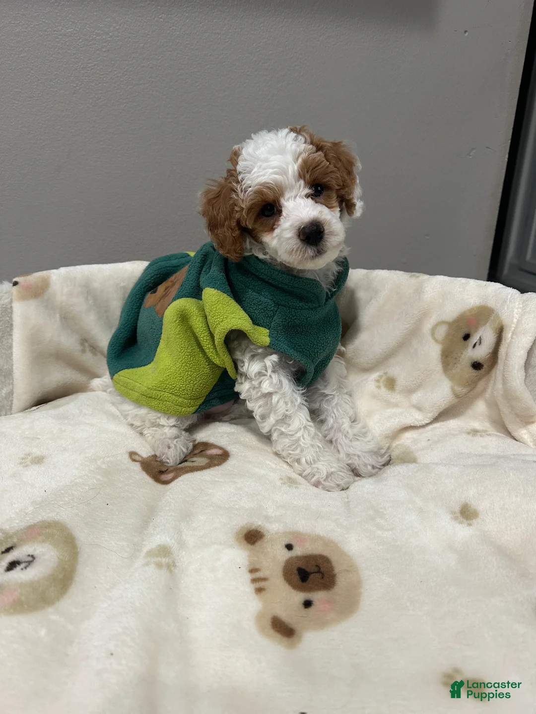 Miniature Poodle dogs for sale: Patch - Ad 2