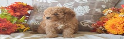 Cavapoo dogs for sale: Rosie - Ad 5