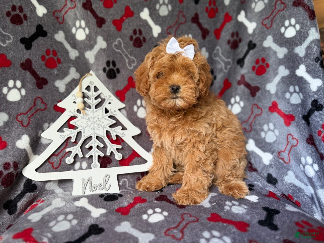 Cockapoo dogs for sale: Noel - Ad 5
