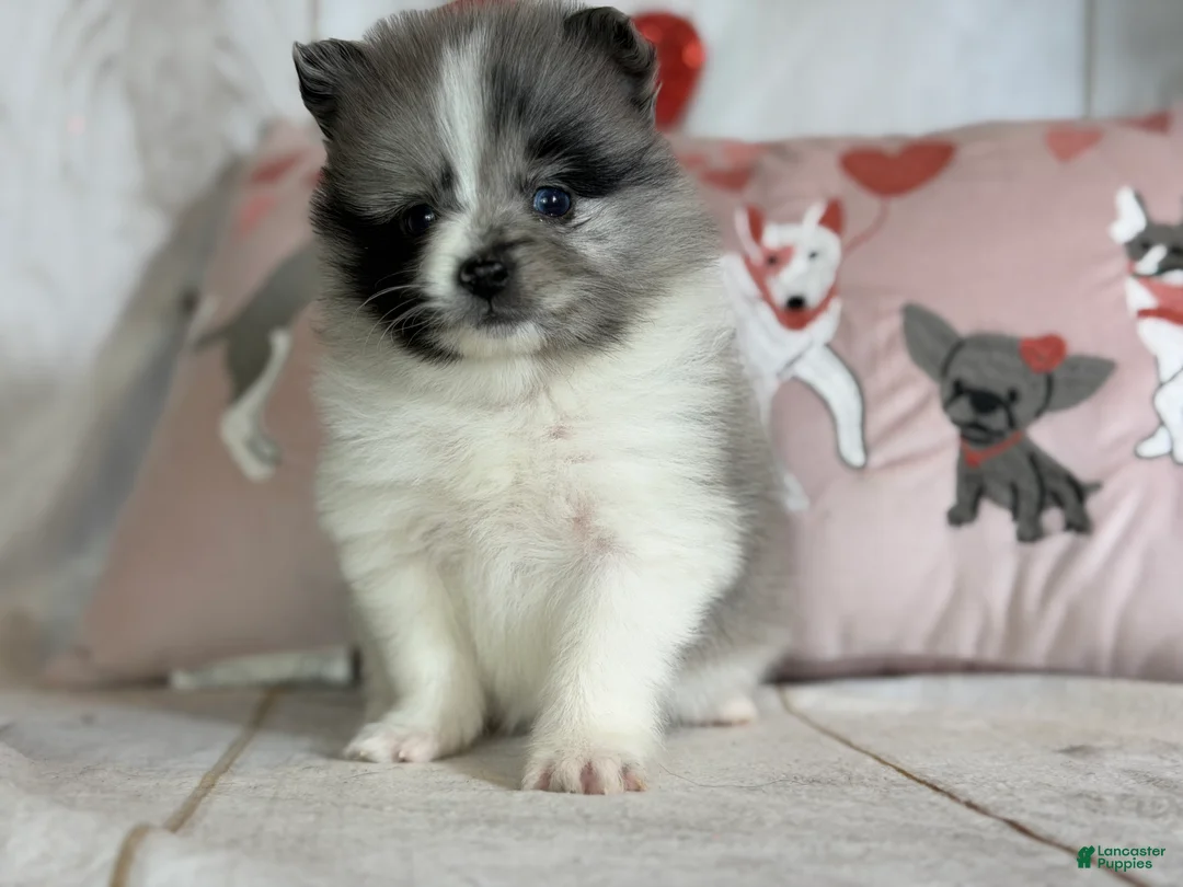Pomeranian dogs for sale: Cupid blue eye  - Ad 5