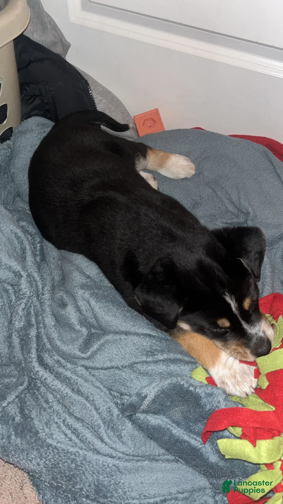 Mixed Breed dogs for sale: Mixed Breed Puppy 1 - Ad 4