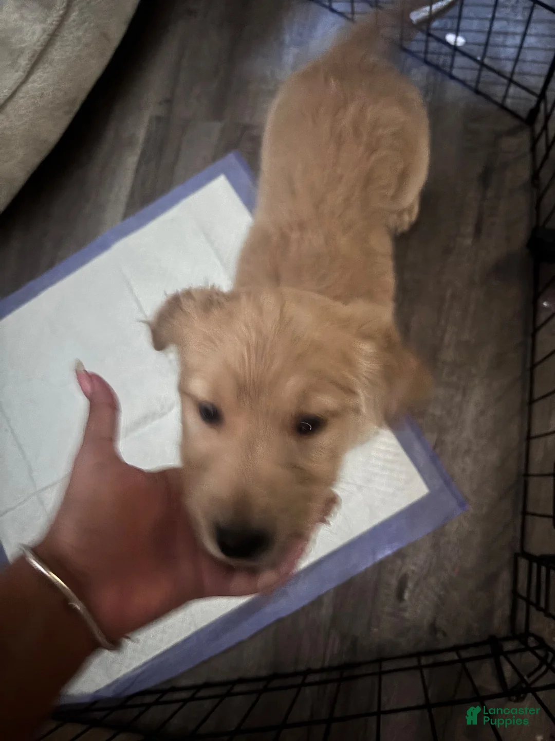Golden Retriever dogs for sale: Mila - Ad 2