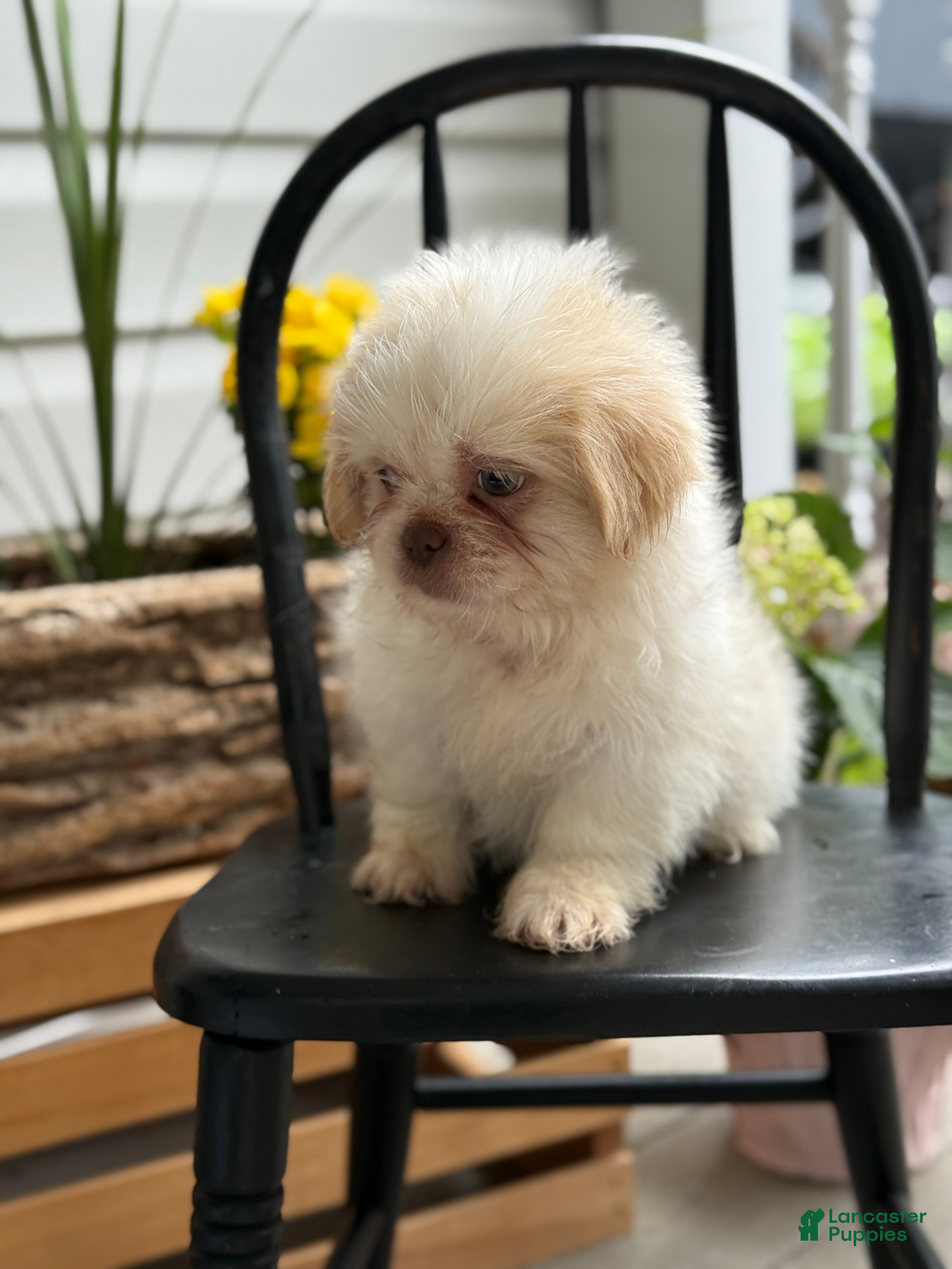 Shih Tzu dogs Jack - Ad 2