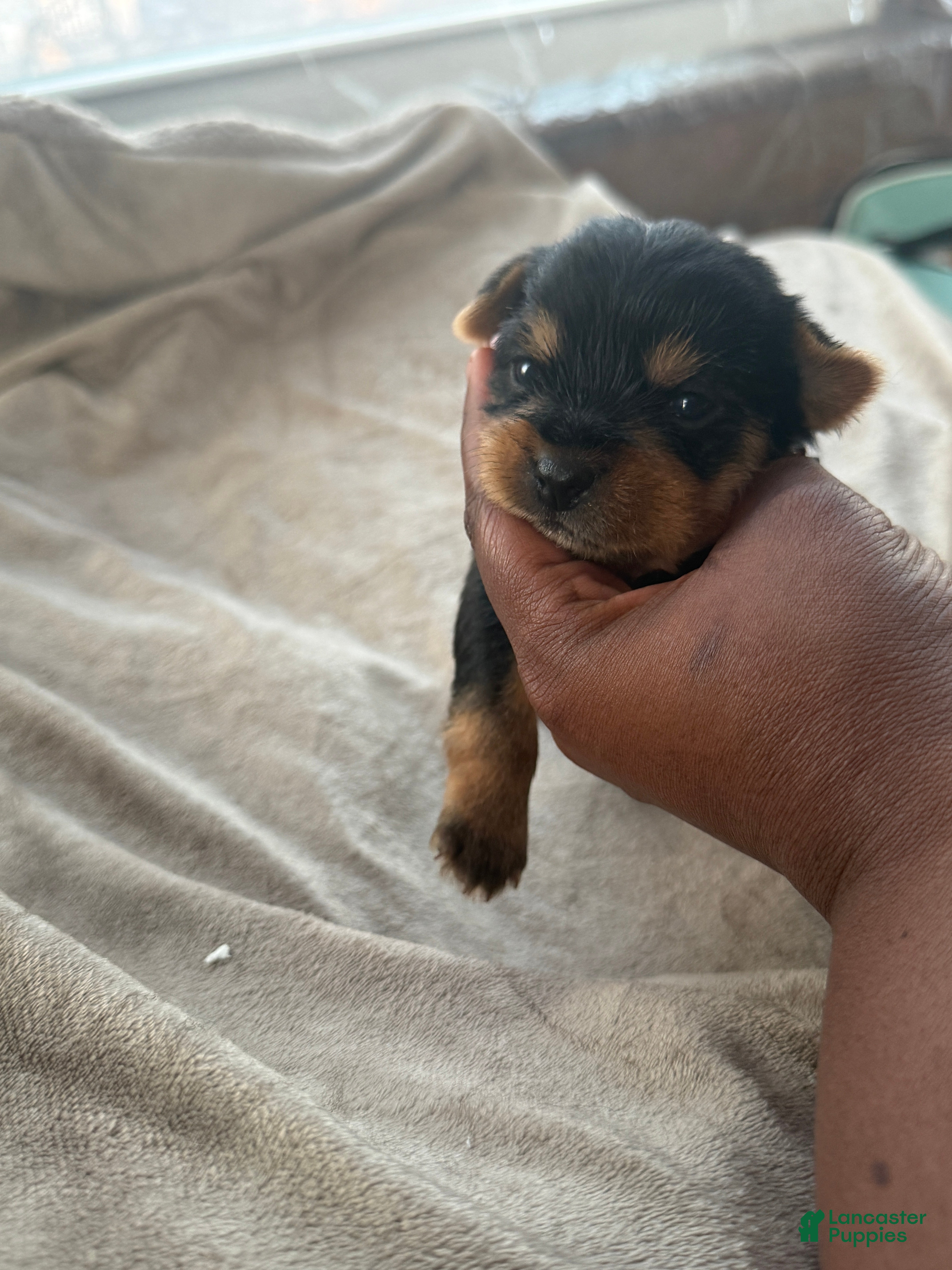 Yorkshire Terrier dogs India - Ad 4