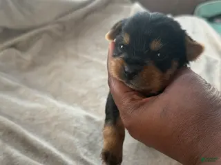 Yorkshire Terrier dogs India - Ad 4