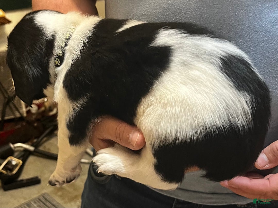 English Springer Spaniel dogs for sale: English Springer Spaniel Puppy 7 - Ad 2