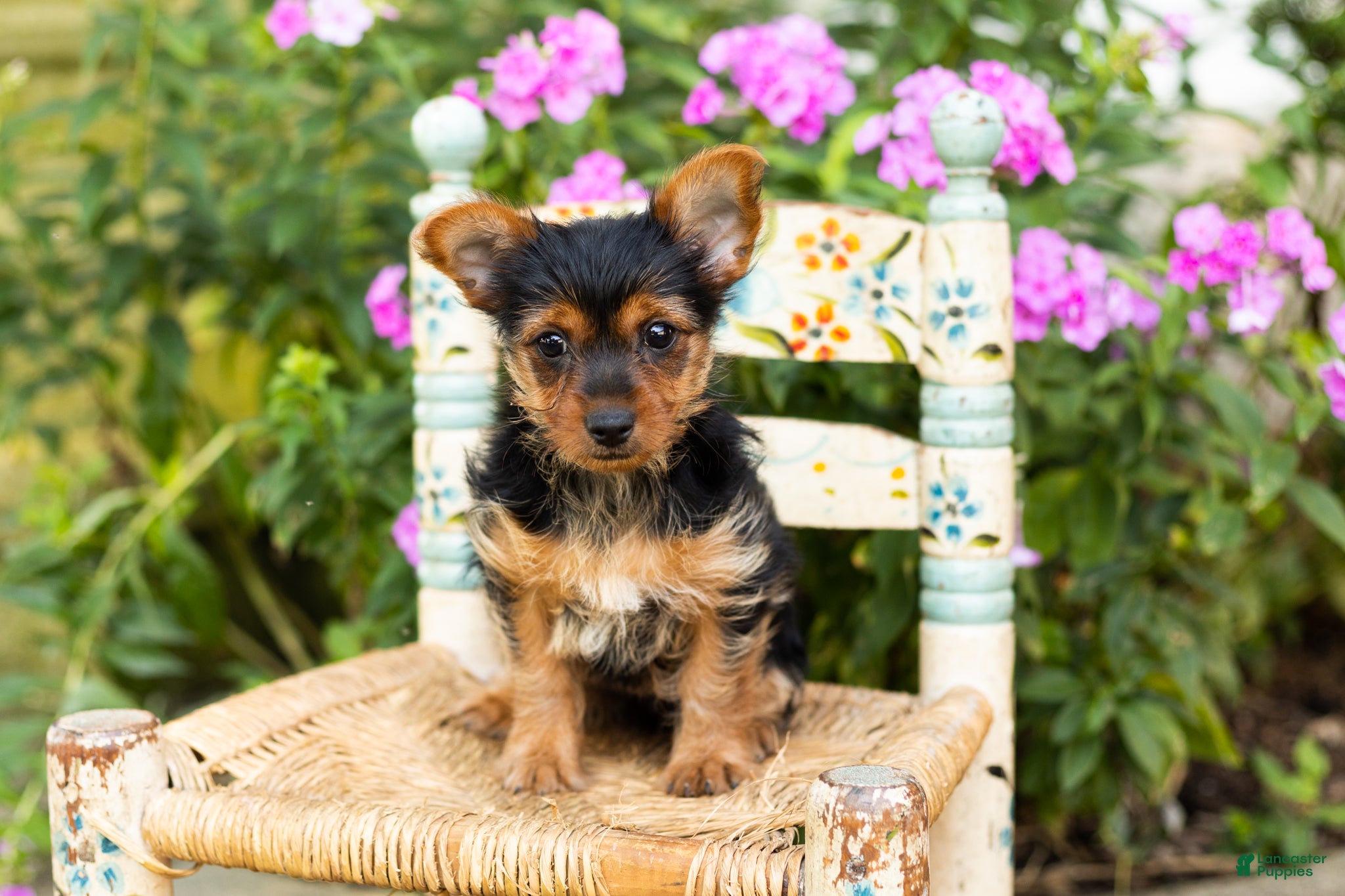 Yorkshire Terrier dogs Stacey  - Ad 4