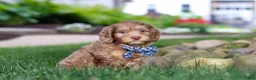 Cockapoo dogs for sale: Leo - Ad 6
