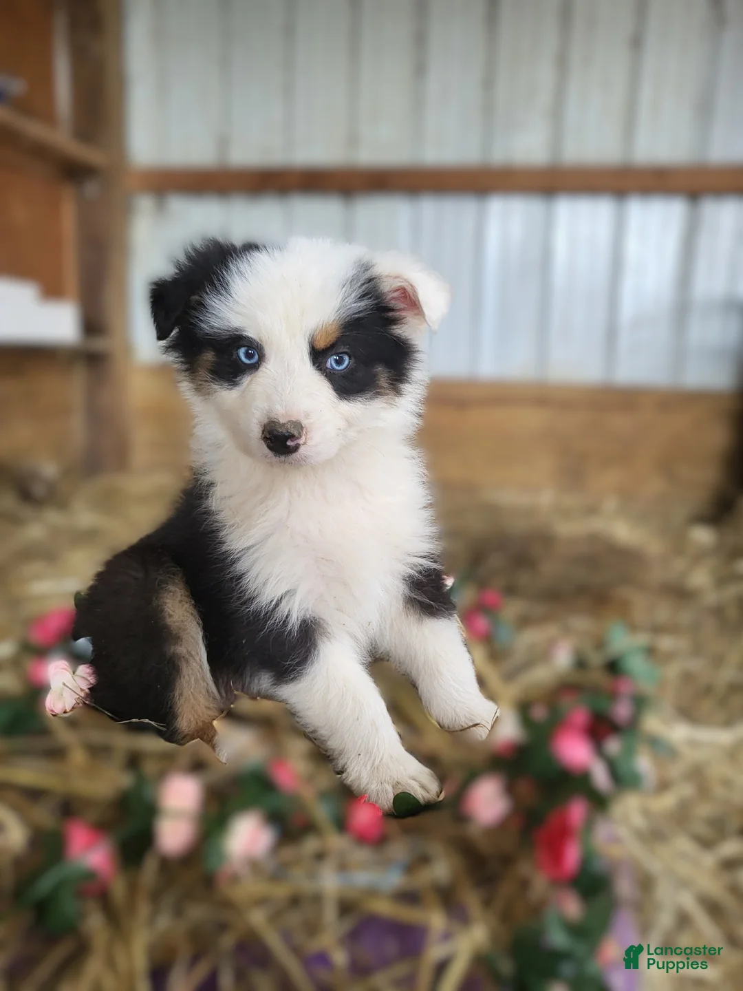 Australian Shepherd dogs for sale: Australian Shepherd Puppy 4 Cutie - Ad 1