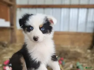 Australian Shepherd dogs Australian Shepherd Puppy 4 Cutie - Ad 34
