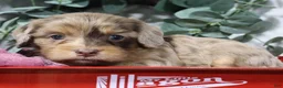 Cavapoo dogs for sale: Celine  - Ad 3