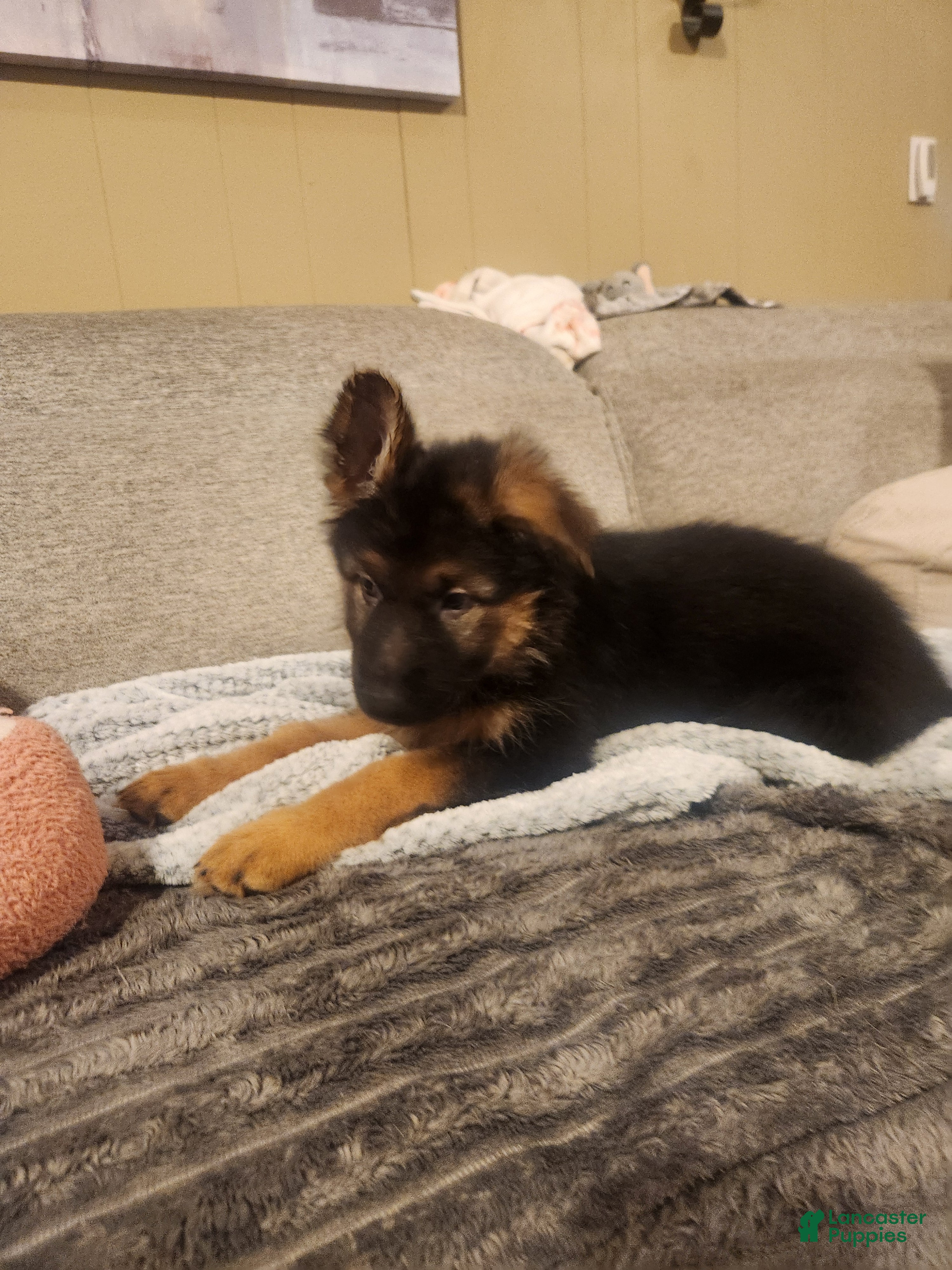German Shepherd dogs German Shepherd 8 pink - Ad 2
