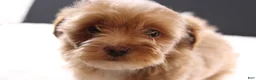 Shihpoo dogs for sale: Theo - Ad 3