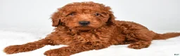 Miniature Poodle dogs for sale: Alex - Ad 4