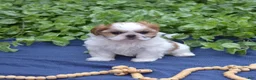 Shih Tzu dogs for sale: Penny  - Ad 4
