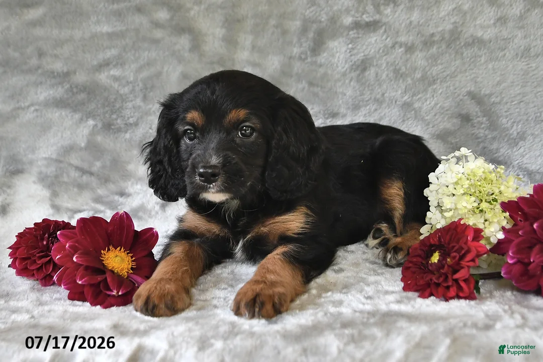 Cavapoo dogs for sale: Kenny - Ad 2