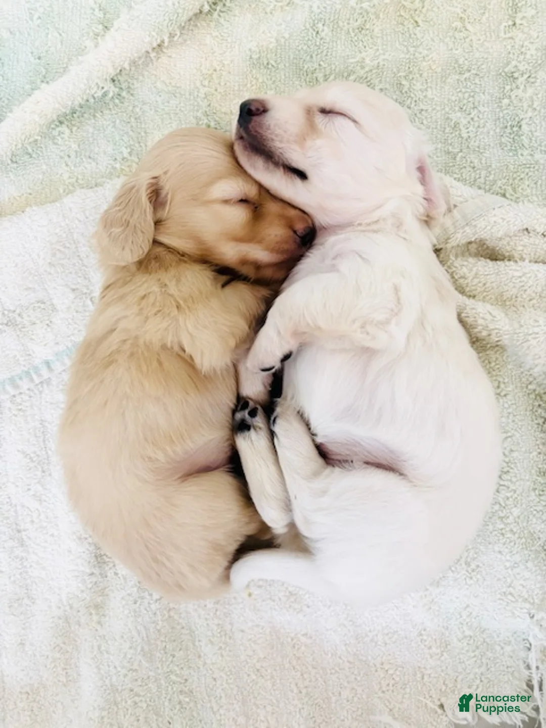 Miniature Dachshund dogs for sale: Miniature Dachshund 6 - Ad 1