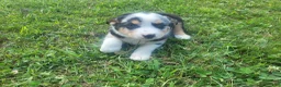 Mixed Breed dogs for sale: John  - Ad 3