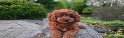Cavapoo dogs for sale: Hudson - Ad 15
