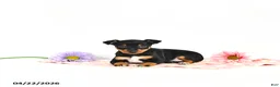 Miniature Pinscher dogs for sale: Julie       EXTRA SMALL - Ad 3