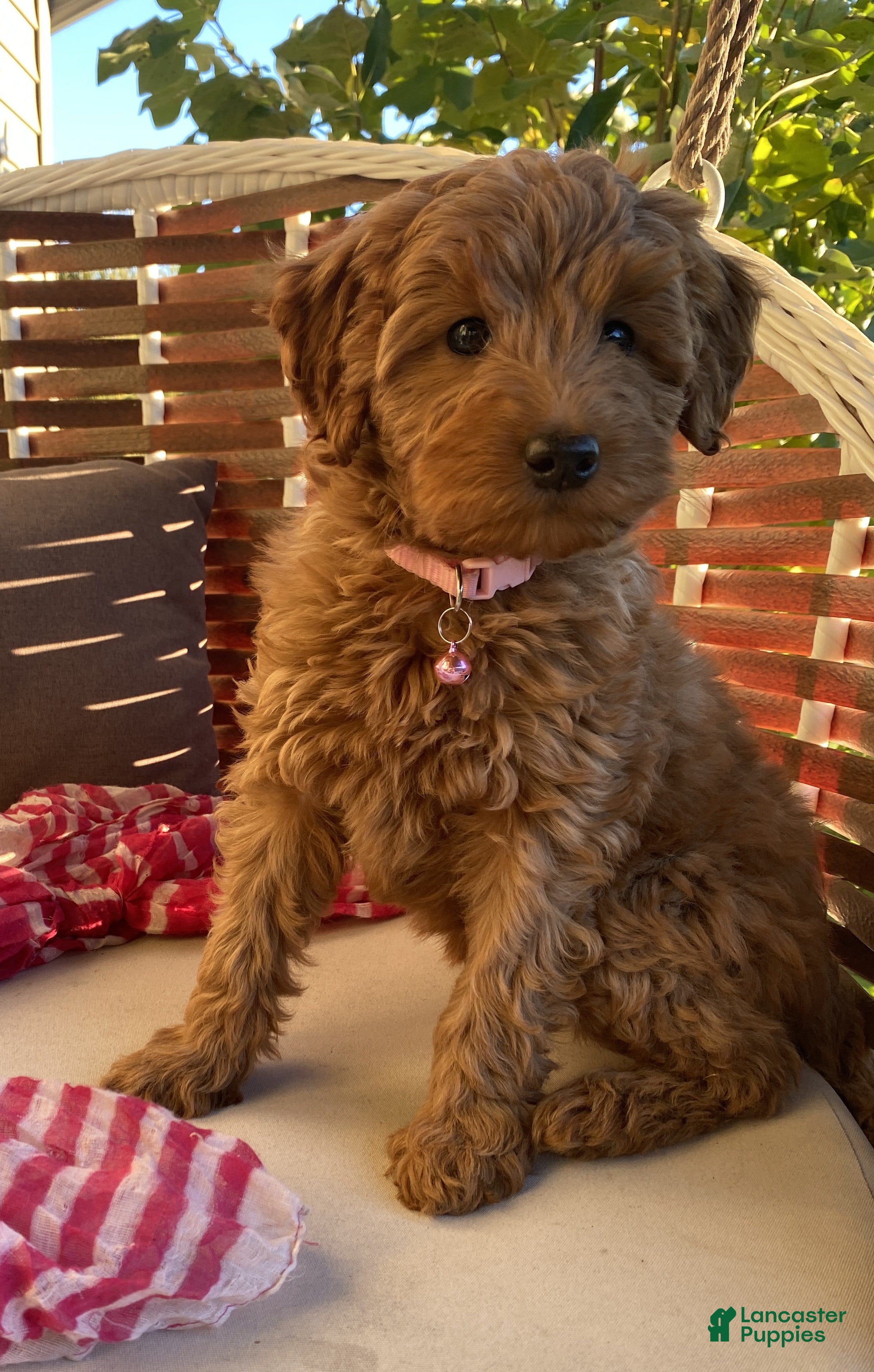 Miniature Labradoodle dogs Rose - Ad 2