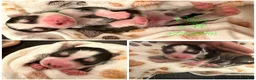 Pomsky dogs for sale: Sunny  - Ad 27