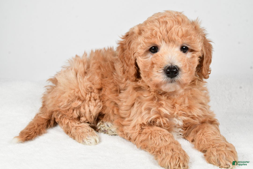 Mini Goldendoodle dogs for sale: Holly - Ad 3