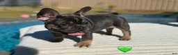 French Bulldog dogs for sale: Atlas French Bulldog - Ad 2
