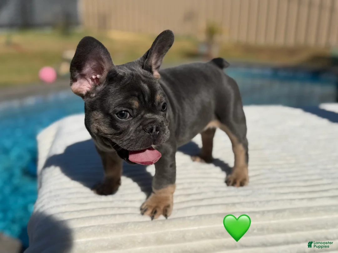 French Bulldog dogs for sale: Atlas French Bulldog - Ad 2